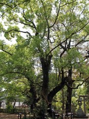 細江神社のクスノキ